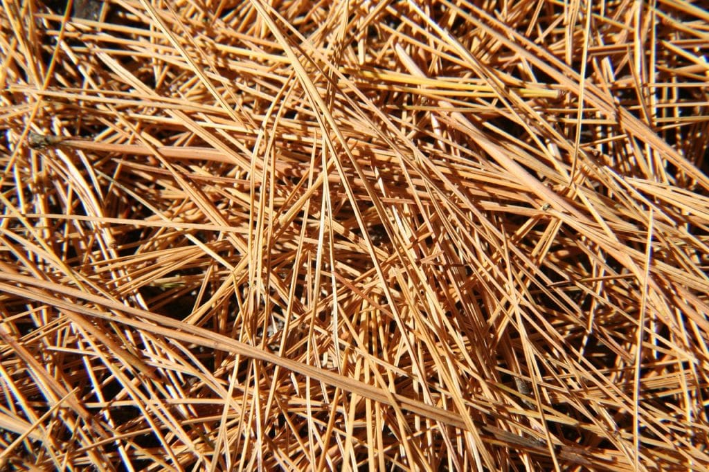 pine needles, nature, conifer, needles, tree, forest, pine, fall, autumn